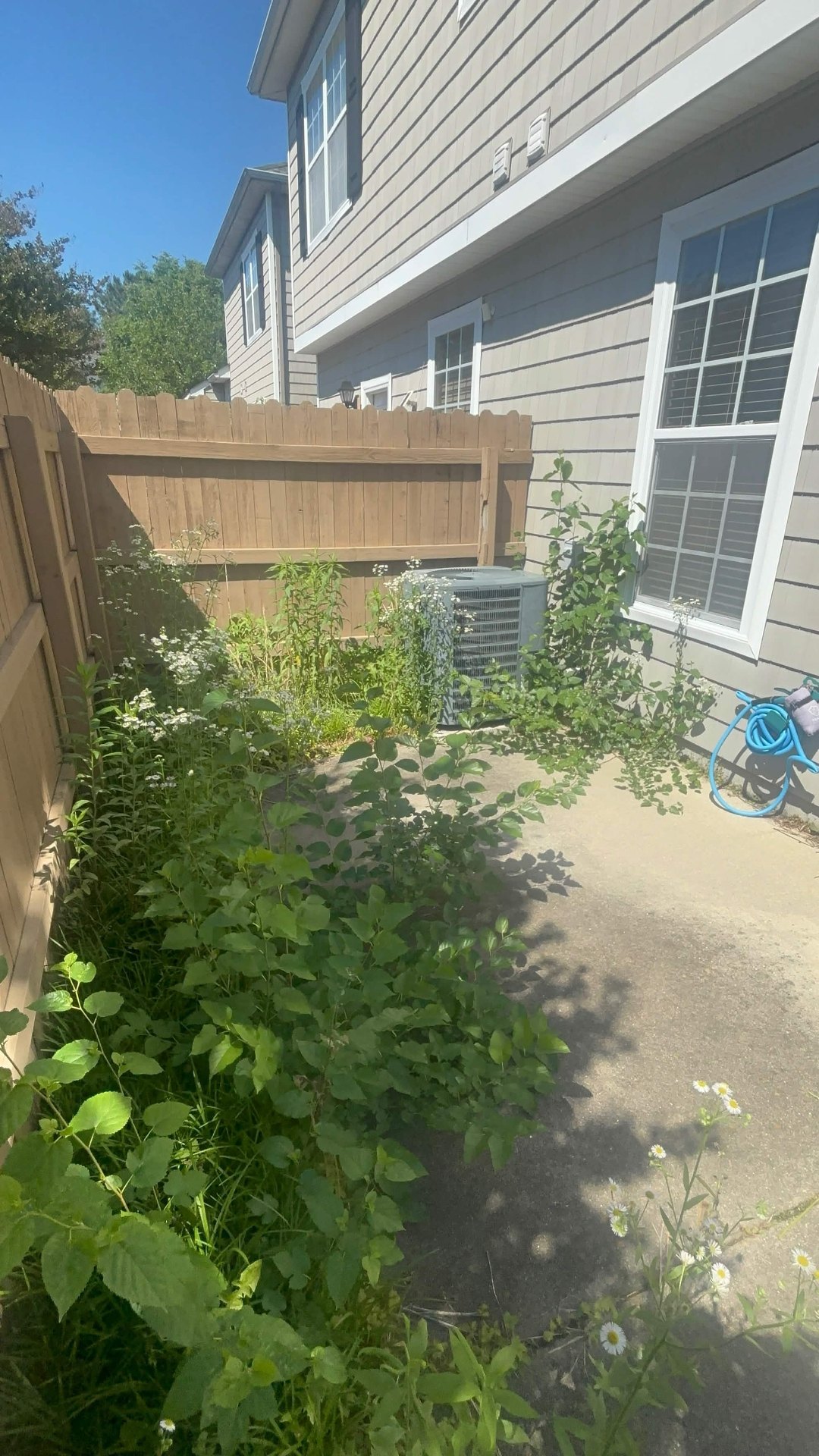 Overgrown side yard with weeds around AC unit before cleanup