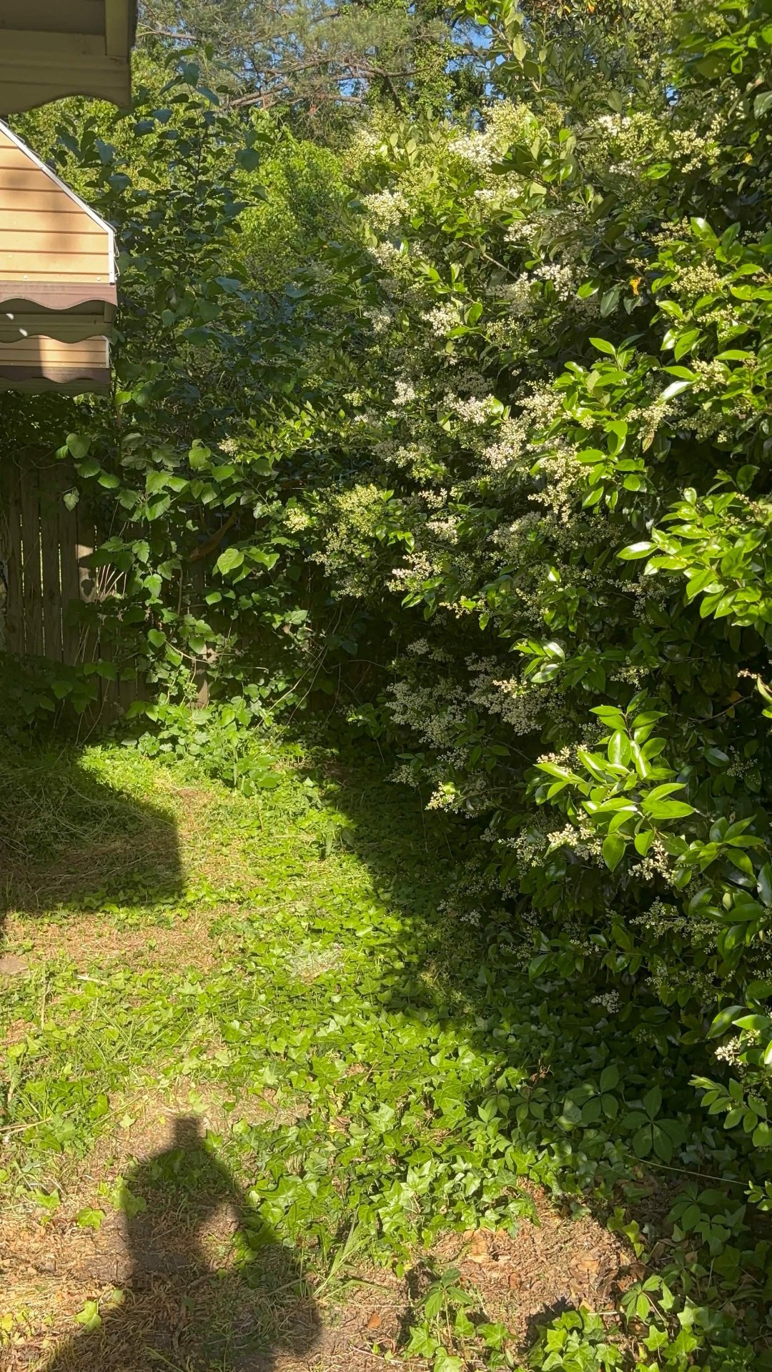 Backyard cleared with mowed strip along overgrown hedge