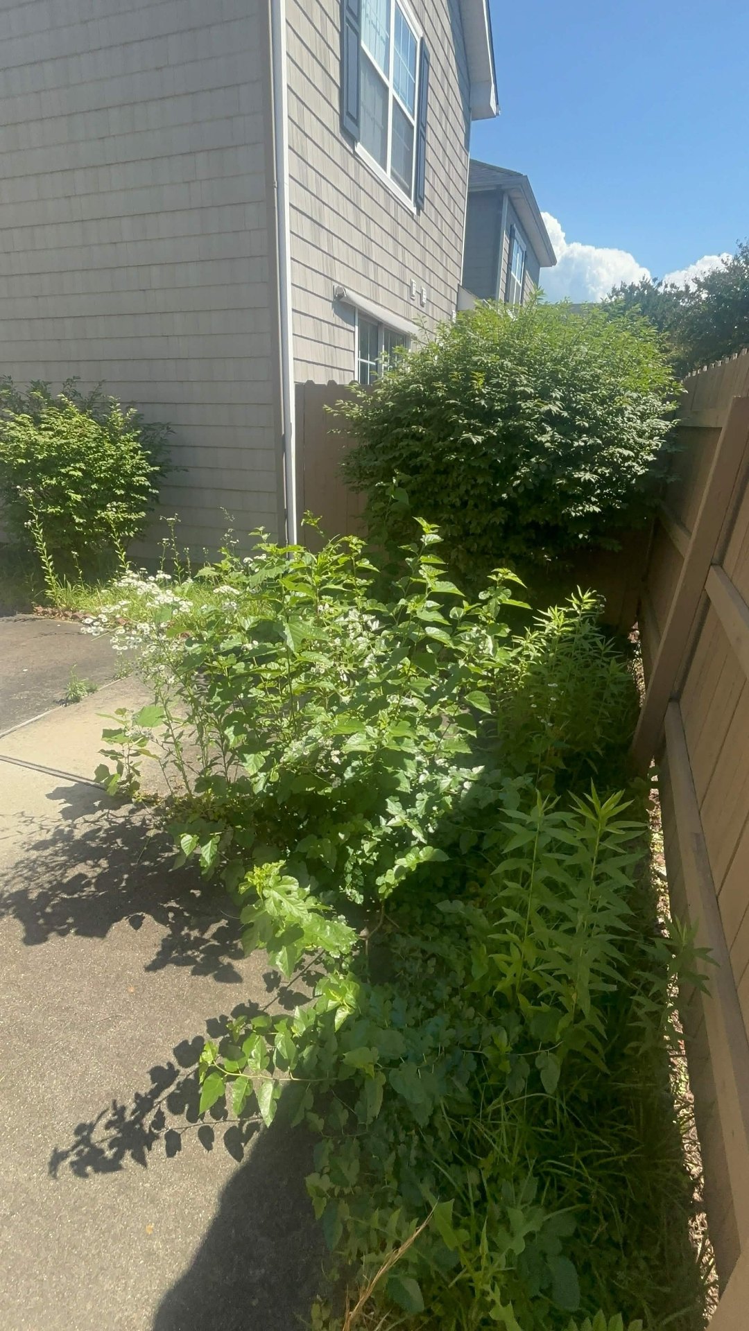 Weeds and overgrowth along fence line before service