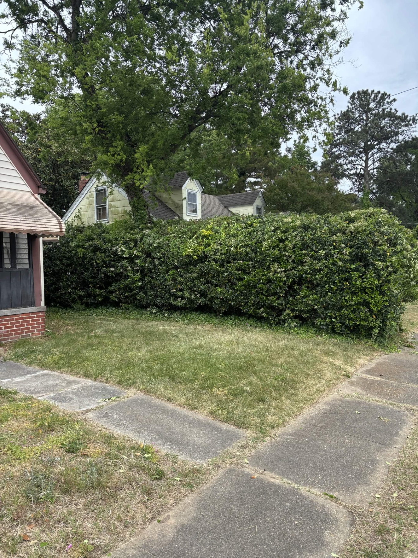 Overgrown hedge along front walkway before trimming